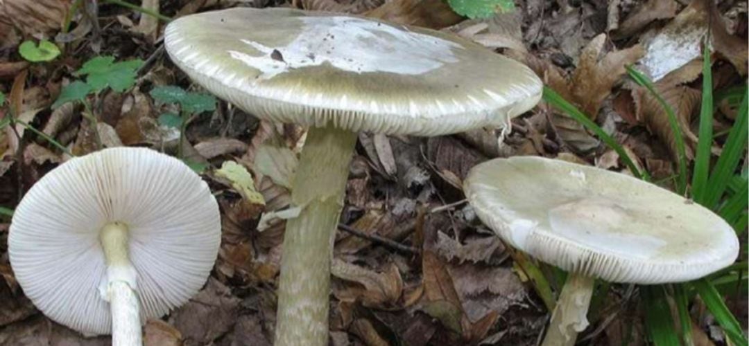 Amanita phalloides, la seta más peligrosa de la Comunidad de Madrid