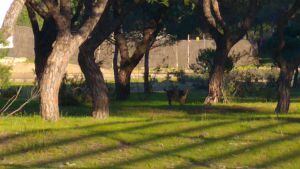 Ejemplar de lince en el centro de visitantes del Acebuche en Doñana