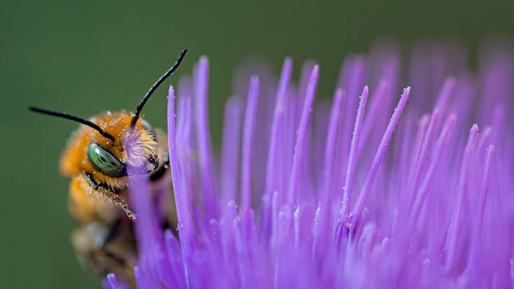 La desaparición de especies, un peligro