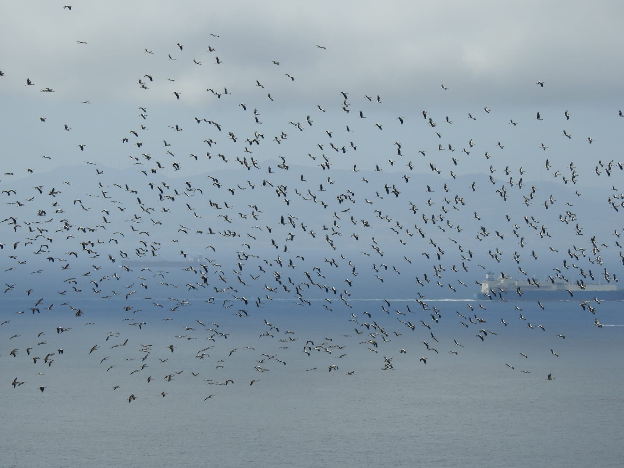 Migraciones de aves en el Estrecho