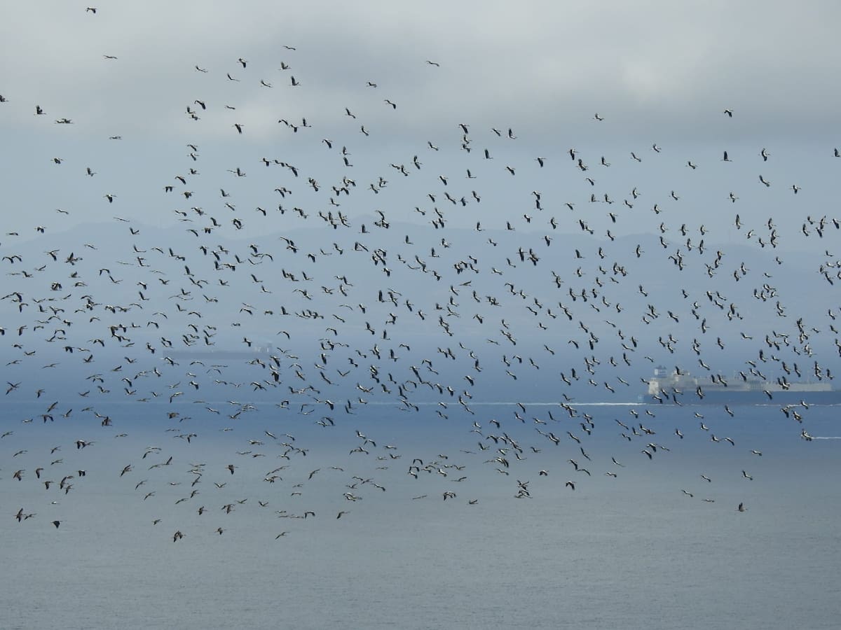 Un total de 829.000 aves cruzan el Estrecho en la campaña de Migres 2025