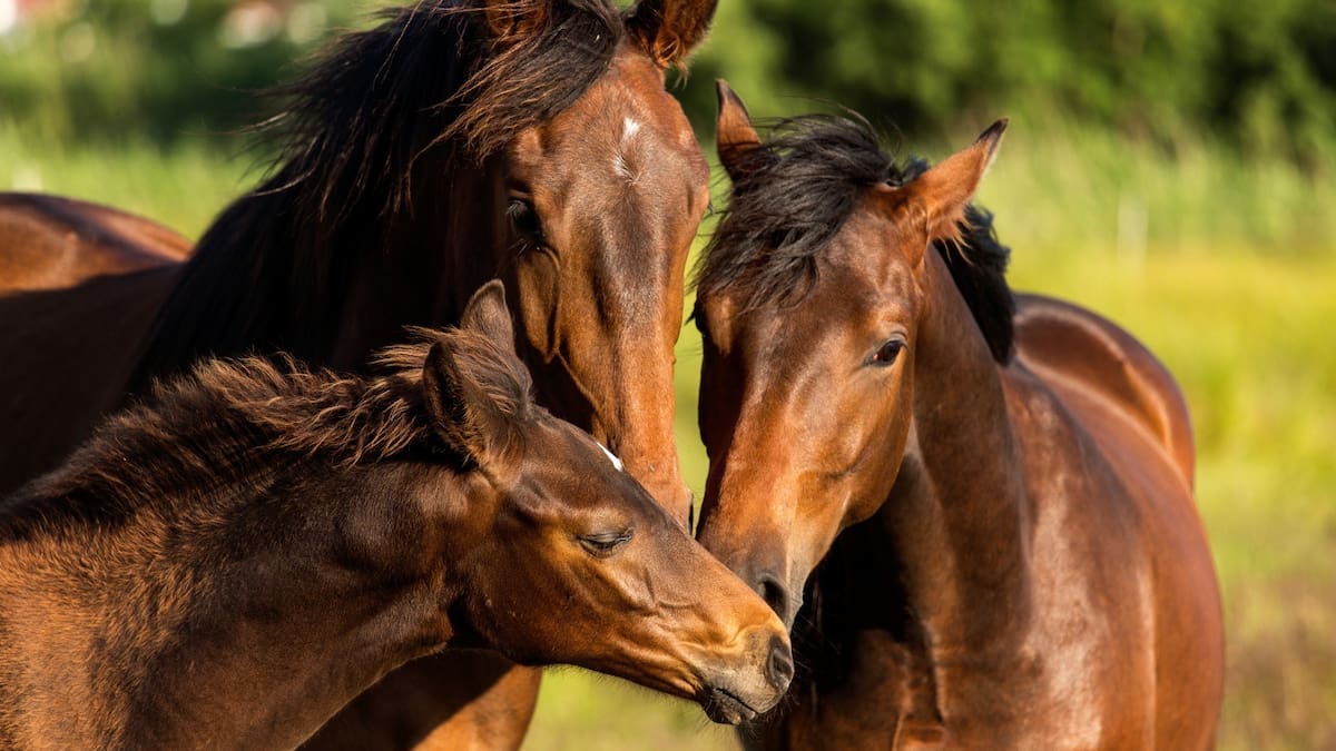 Ser Emprendedores, Anais Beranger - coaching con caballos (17/06/2025)