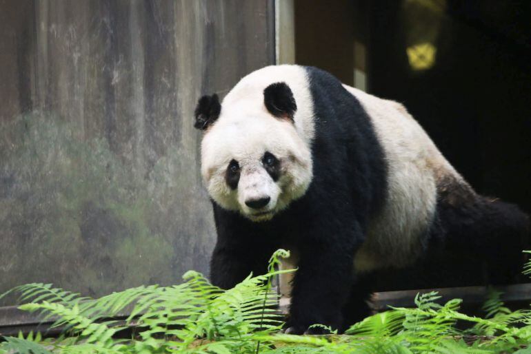 Fotografía facilitada por Ocean Park (octubre de 2016) que muestra a Jia Jia, el panda más longevo del mundo, en Hong Kong (China).