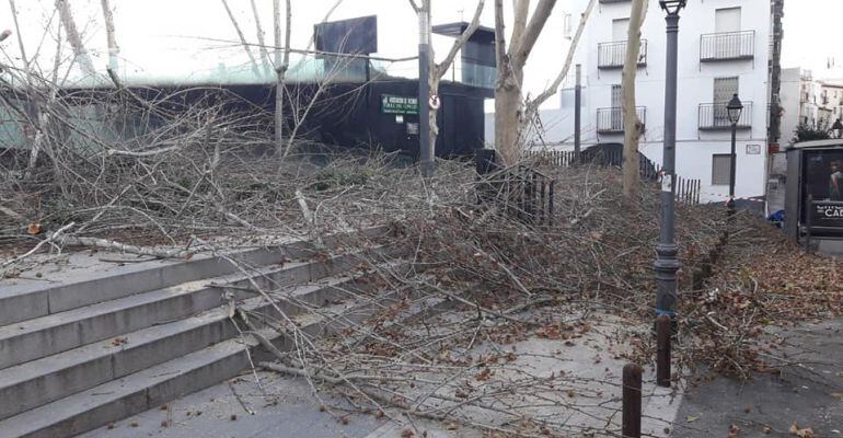 Árboles podados en la plaza de los Rosales.