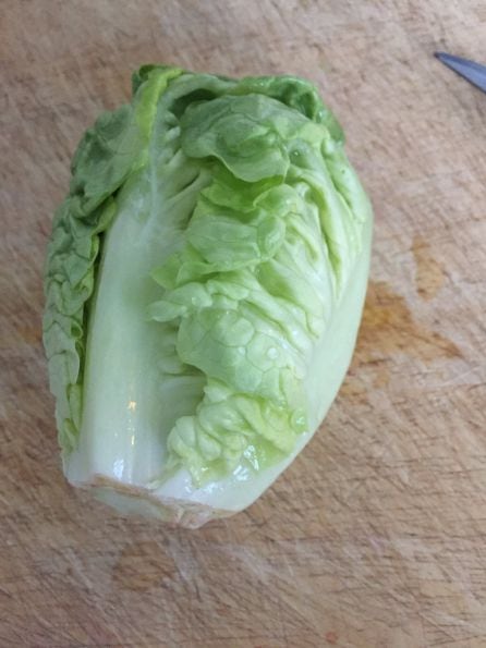 lechuga iceberg