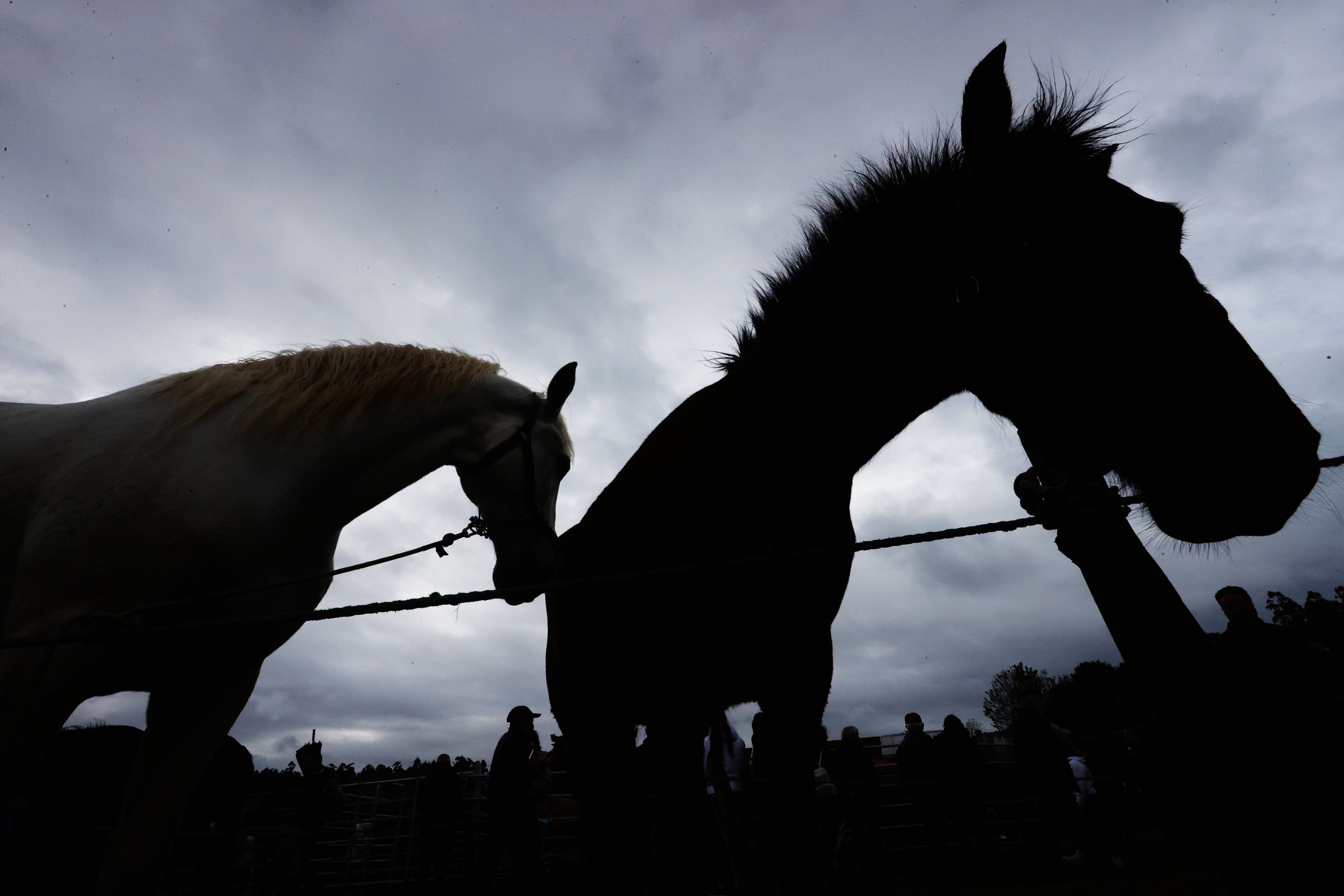 MOECHE, 23/04/2023.- Moeche vive cada 23 de abril su día grande, el de su feria del caballo, uno de los eventos festivos más tradicionales de toda la comarca de Ferrol. EFE/ Kiko Delgado.