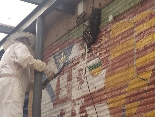 Imagen de los panales de abejas en el Instituto de la localidad de Infantes