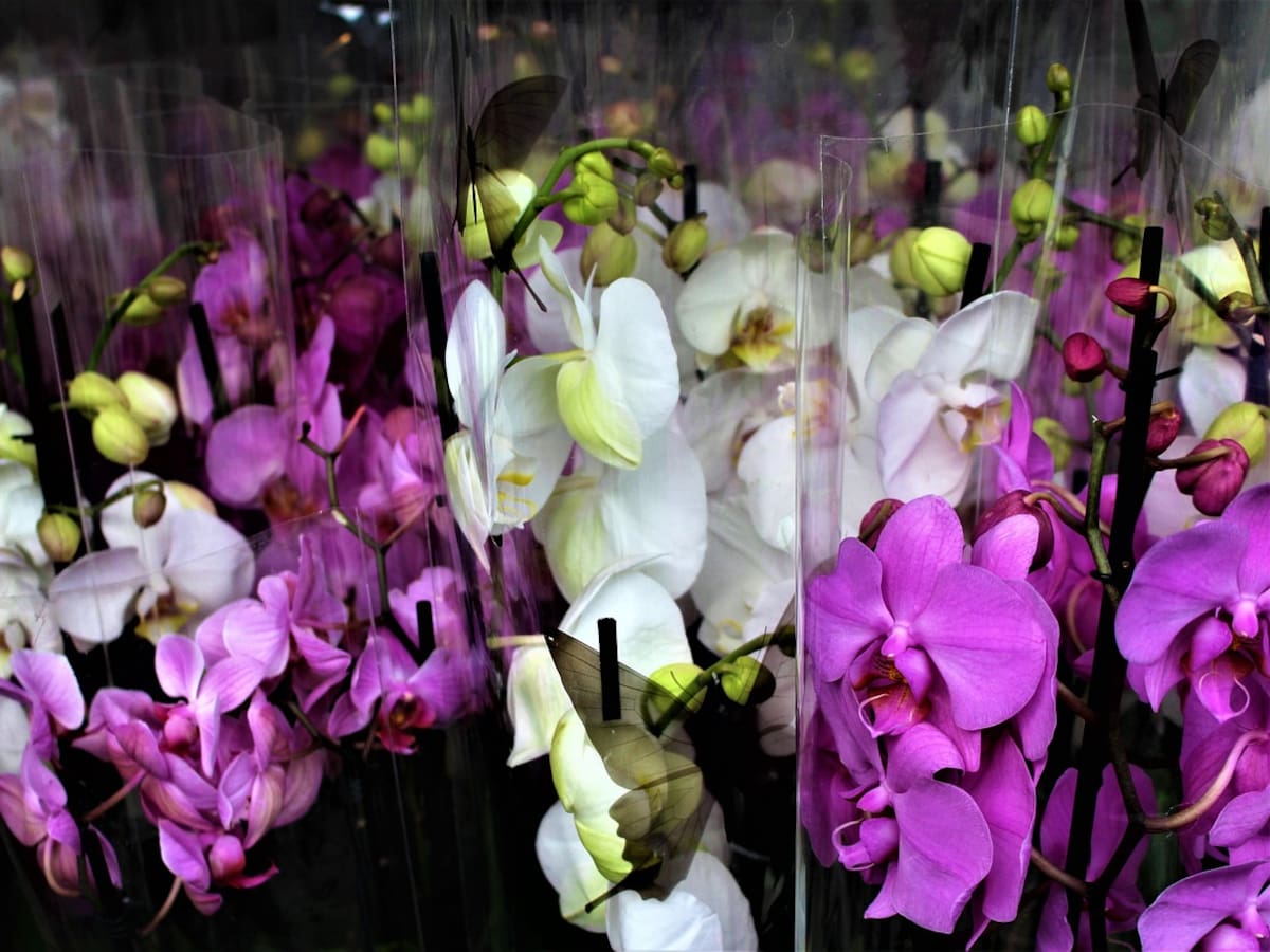 Las orquídeas conquistan nuestros hogares