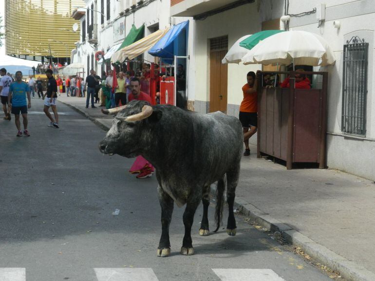 Encierros en Almodóvar del Campo