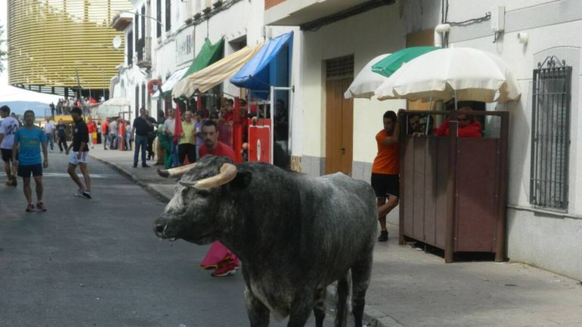 Ya corren los toros por las calles de Almodóvar del Campo