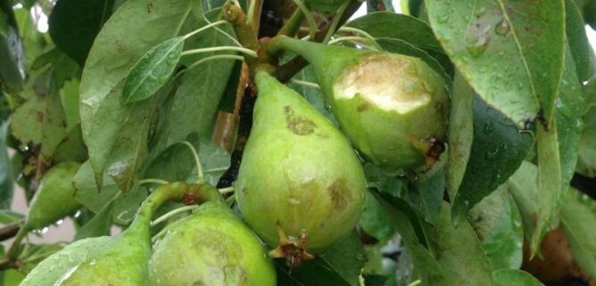 Perers afectats per la pedragada