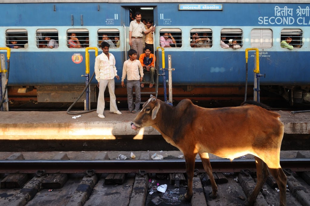 Una vaca en la estación de tren de Bhopal (India), en 2017.