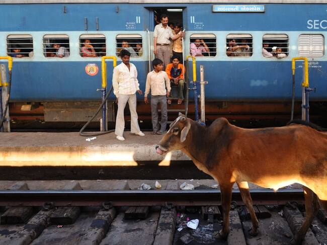 Una vaca en la estación de tren de Bhopal (India), en 2017.