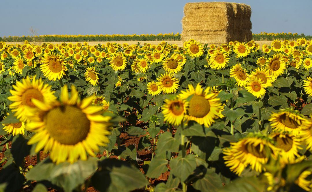 Campo de girasoles en la provincia de Salamanca