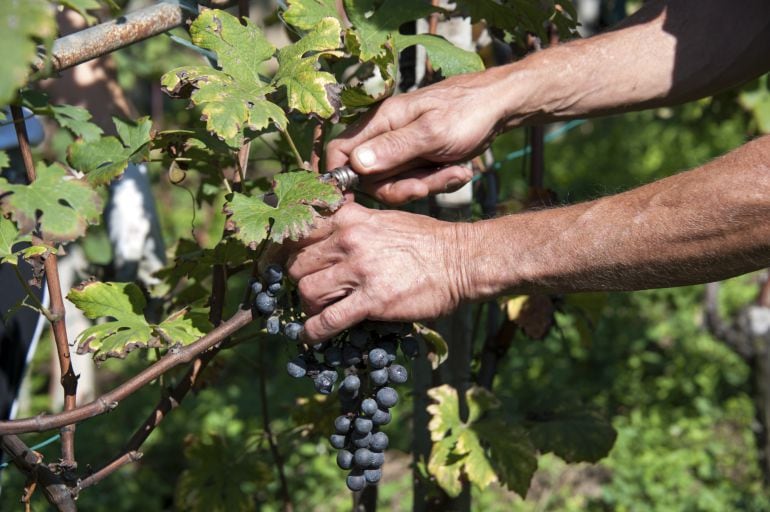 Agricultor trabaja en la recogida de la uva