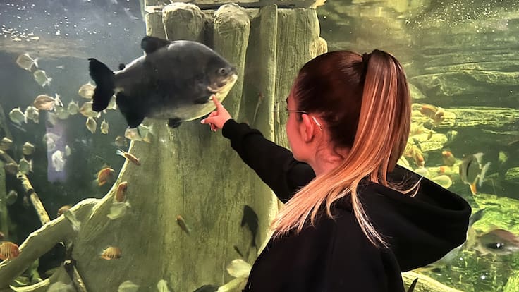 Pirañas vegetarianas