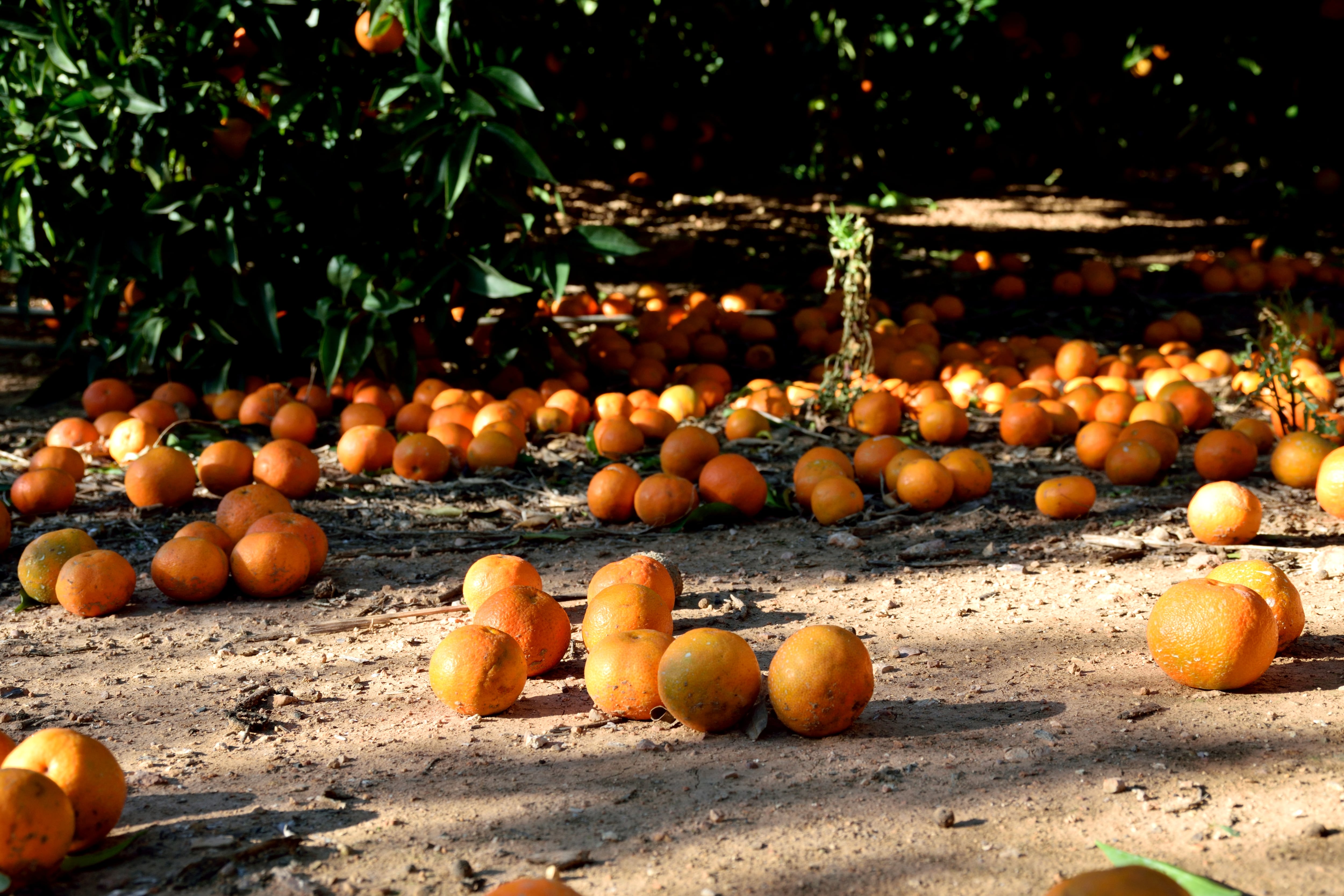 Naranjas en el suelo