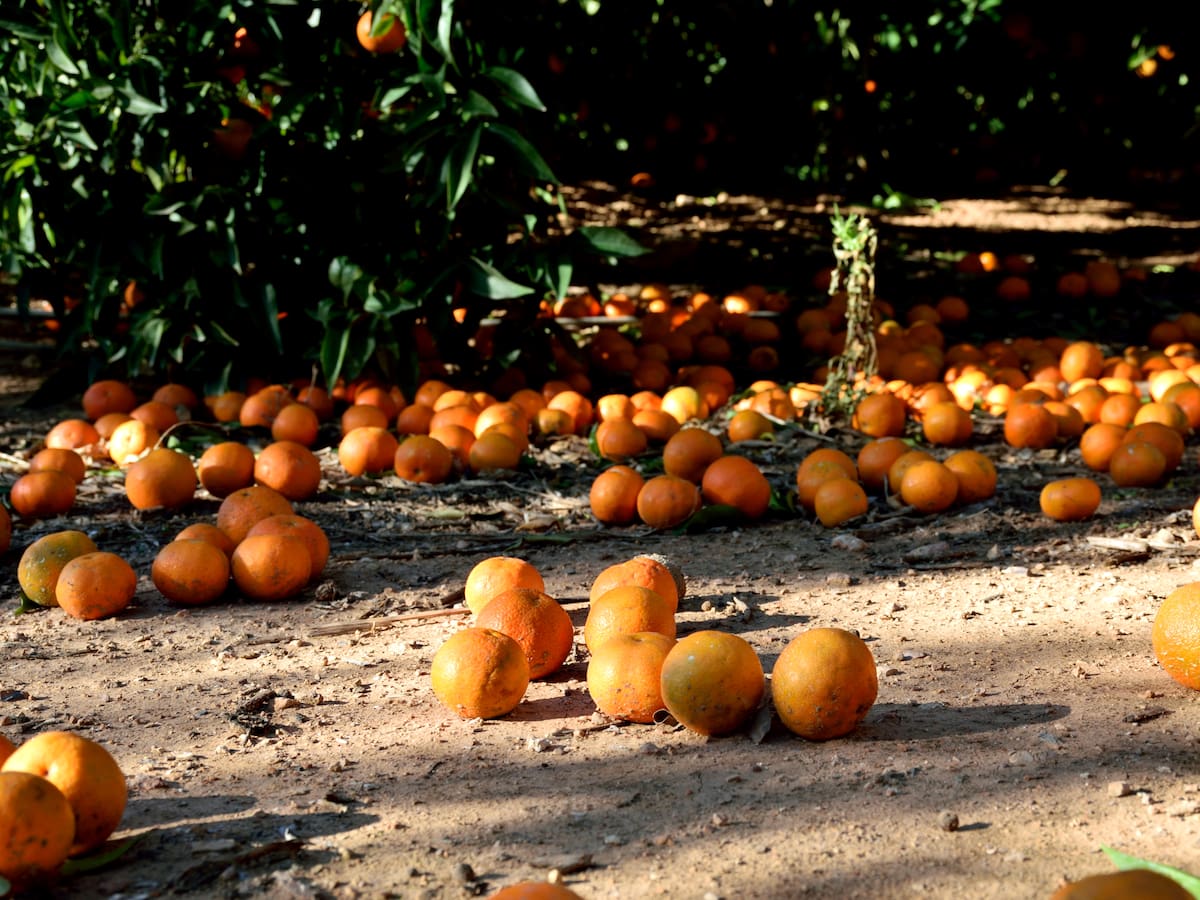 Dos detenidos por robar 2.000 kilos de naranjas en una parcela agrícola de Burriana
