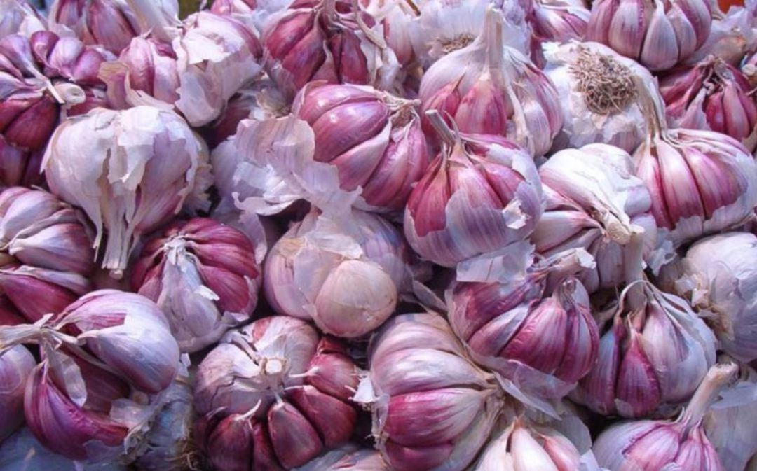 Ajo Morado de Las Pedroñeras