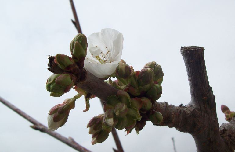 Cerezo al inicio de la floración 