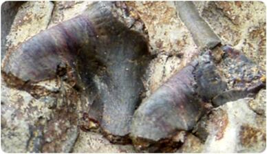 Detall de les vèrtebres de l&#039;esquelet robat a Coll de Nargó