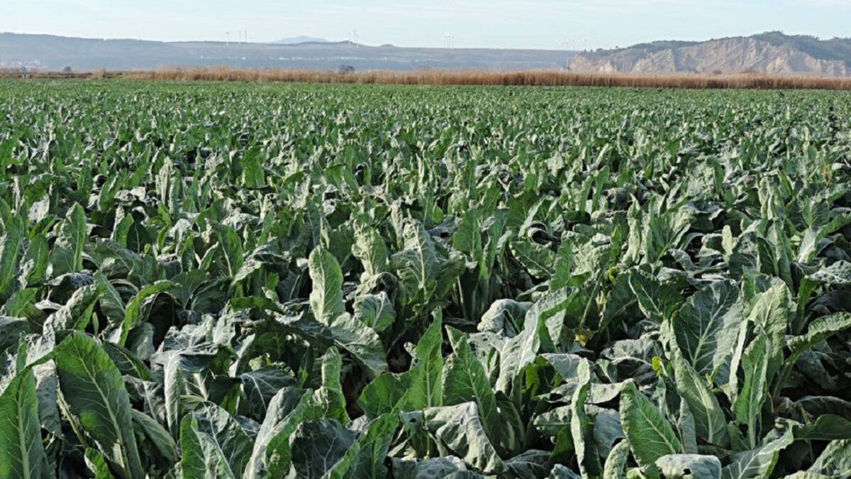 La Ventana de la empresa navarra (25/03/2021)