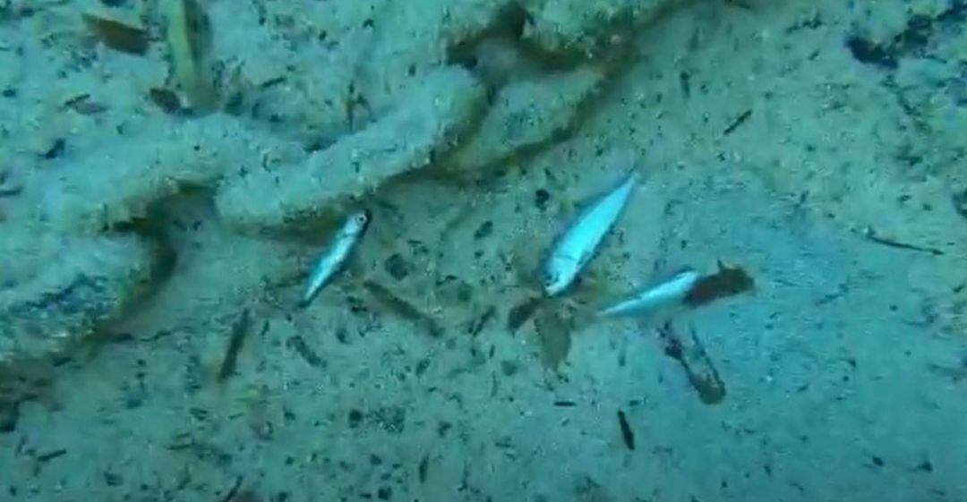 El fons del mar a Biniancolla és ple d'animals morts.