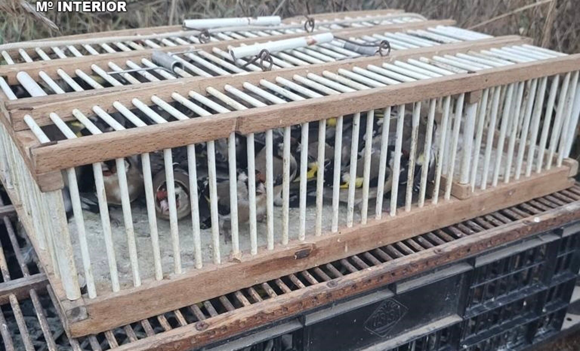 Ejemplares cazados por la Guardia Civil