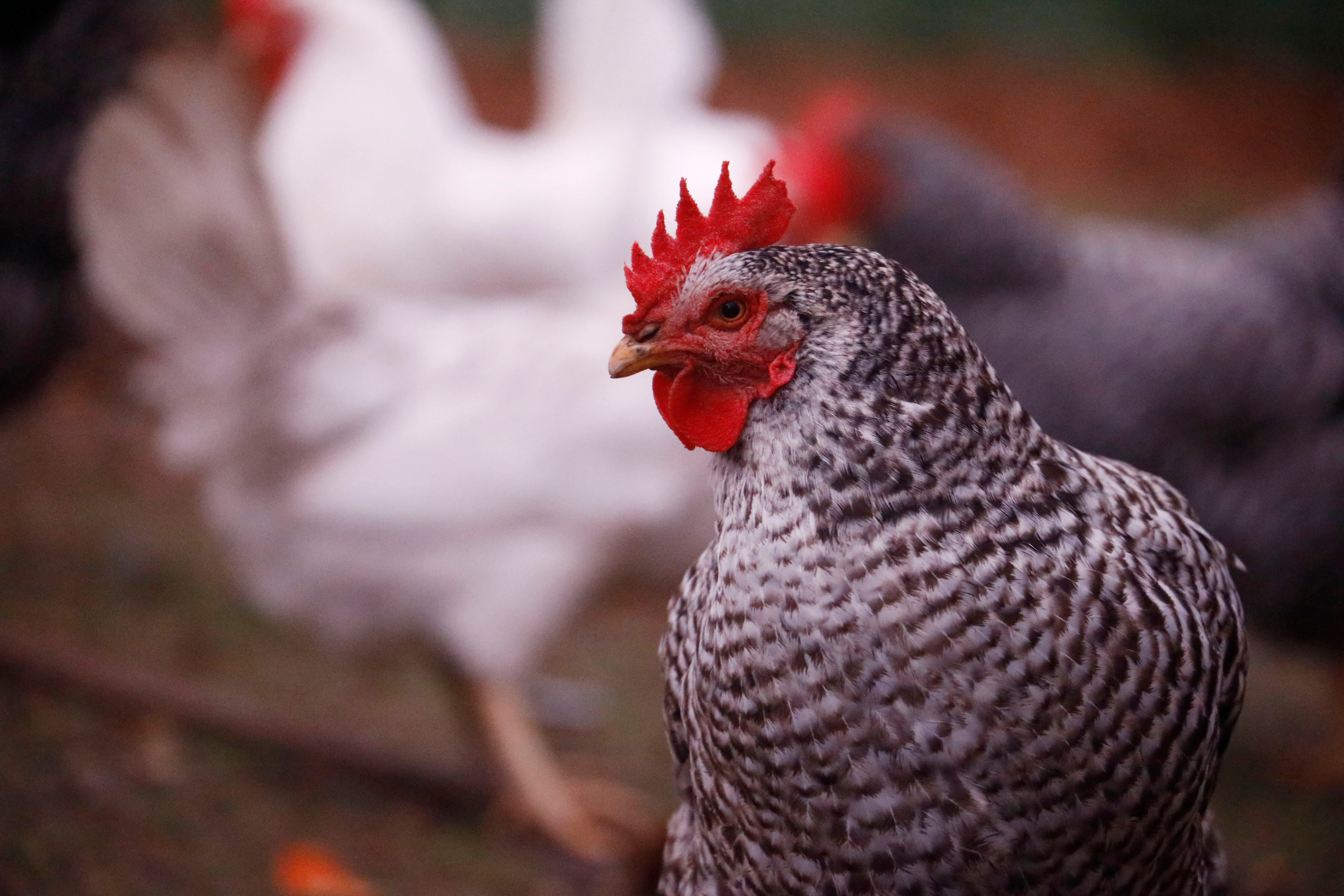 LA CARLOTA (CÓRDOBA), 12/03/2022.- Gallinas en una granja avícola de la localidad cordobesa de La Carlota. Andalucía ha detectado un total de 26 focos del virus de Influenza Aviar de Alta Patogenicidad (IAAP) H5N1 en aves de corral en 2022, la mayoría de los registrados en España, que están amenazando las exportaciones del sector avicultor. EFE/Salas
