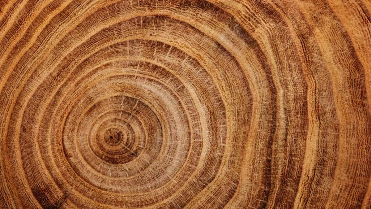 El castaño, mejor que el hormigón