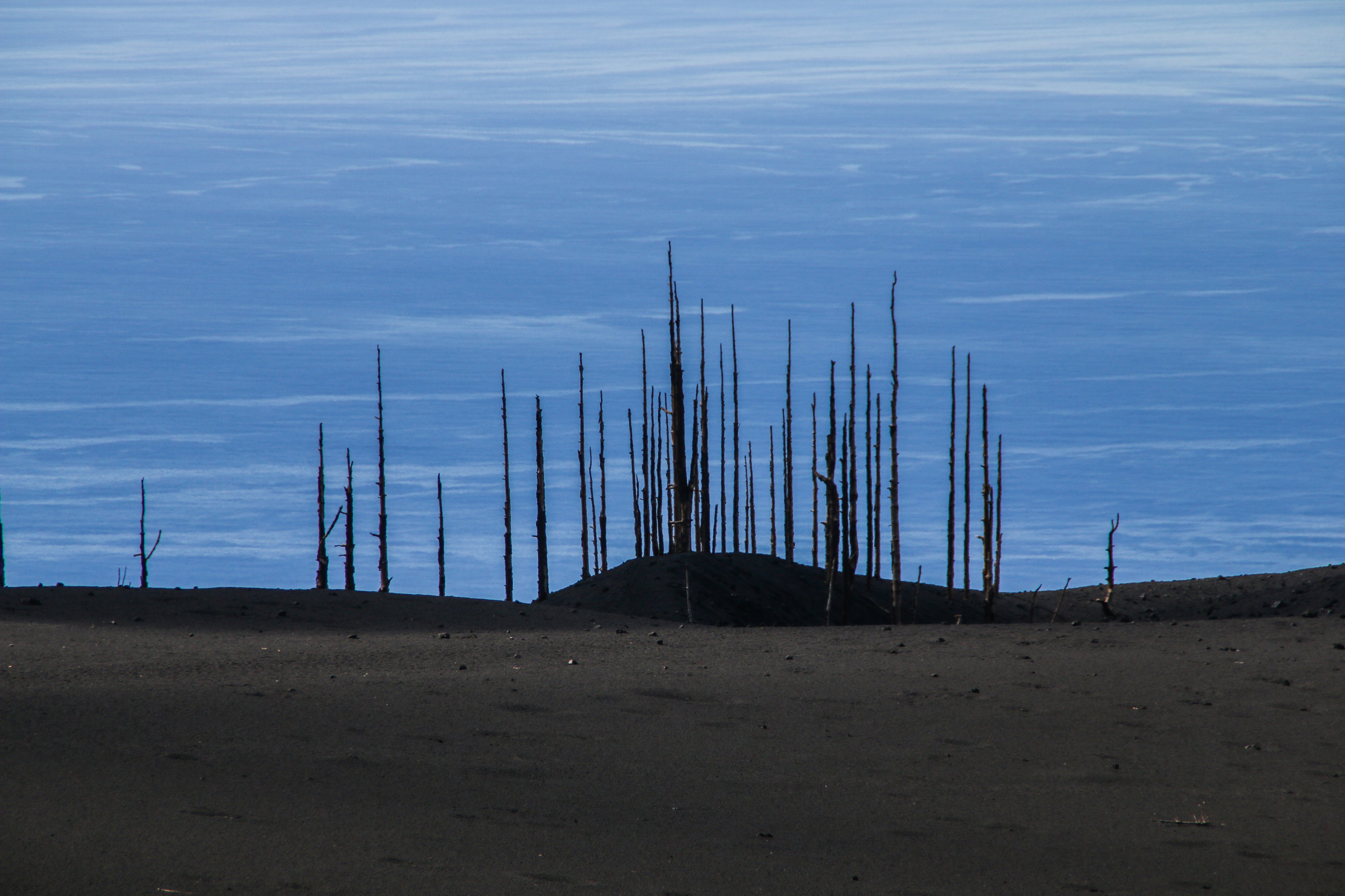 Imagen apocalíptica, pinos calzinados, al fondo el mar