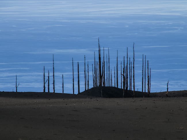 Imagen apocalíptica, pinos calzinados, al fondo el mar