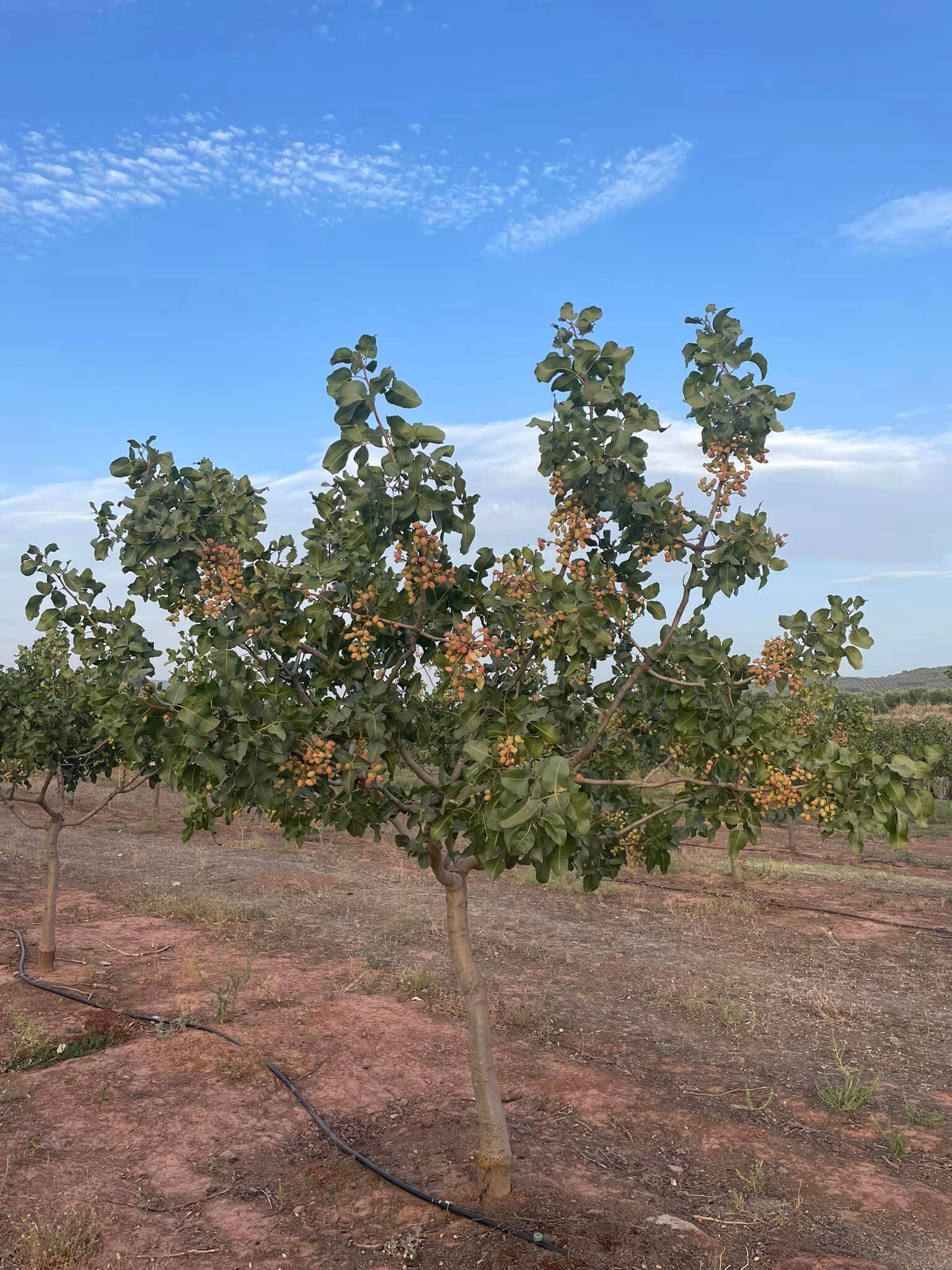 Árbol del pistacho.