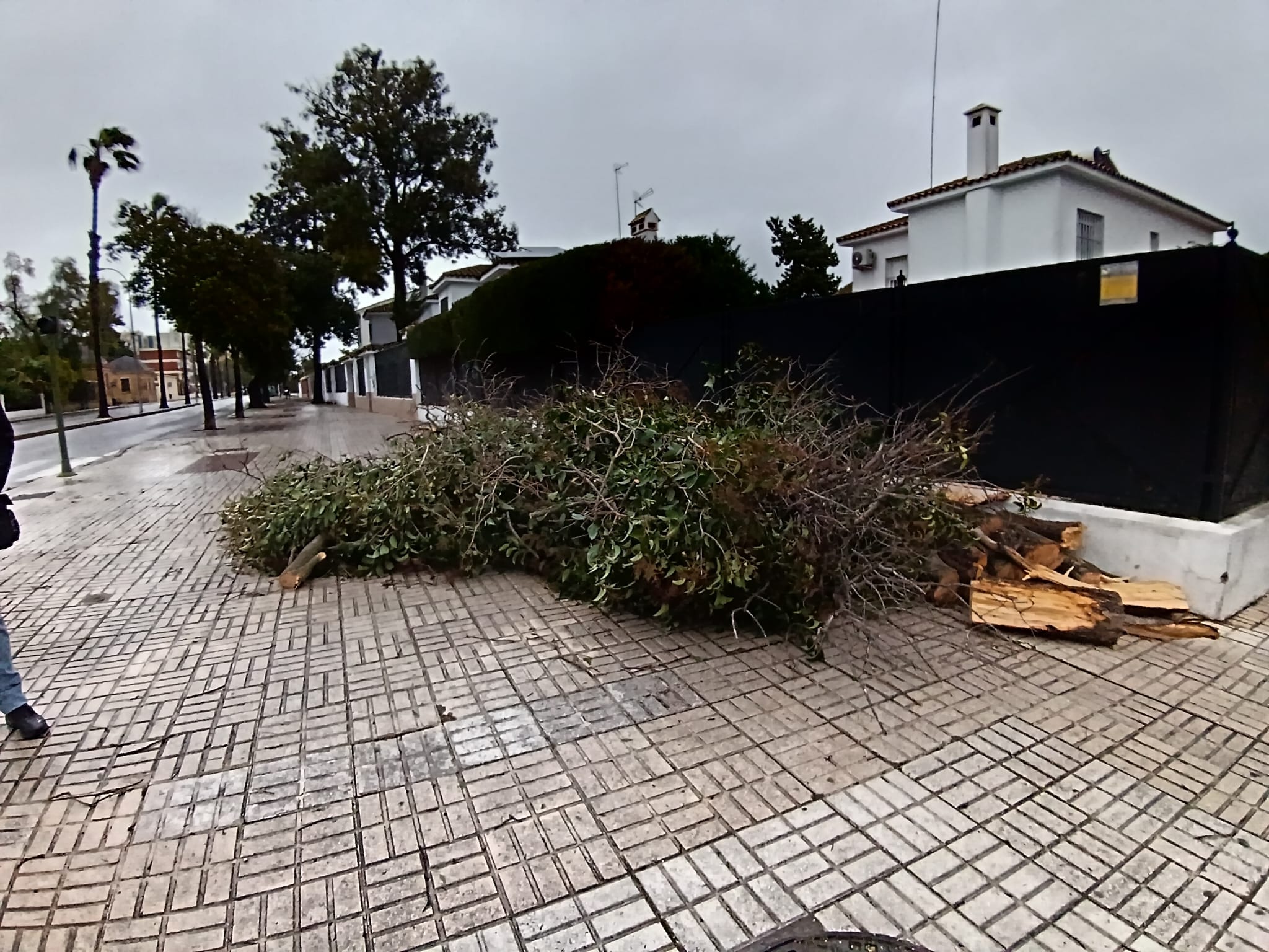 Efecto de la borrasca Kristin en una calle de Jerez