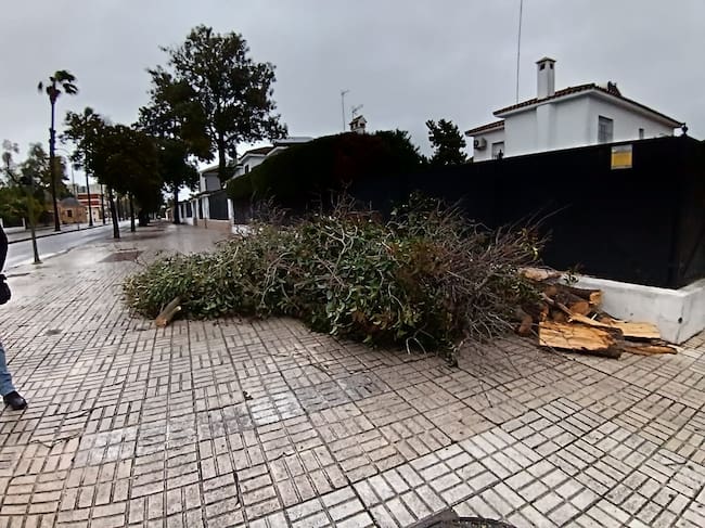 Efecto de la borrasca Kristin en una calle de Jerez