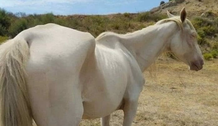 Estado que presenta la yegua