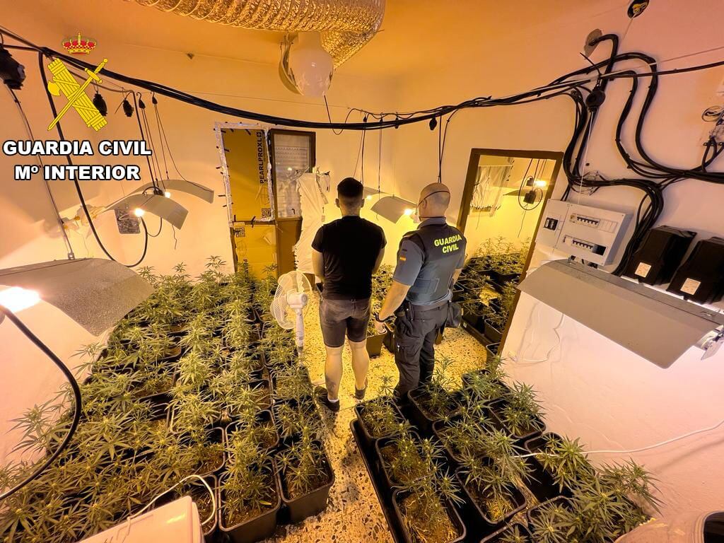 Plantación de marihuana que había en la vivienda