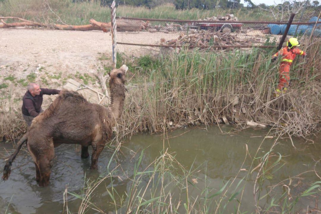 El dromedario rescatado por los Bomberos de la provincia de Valencia caído en una acequia de Alfafar