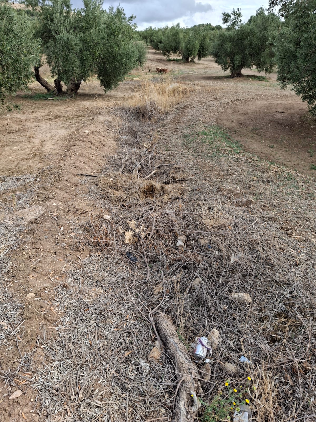 Otro tramo del camino de Entrecerros