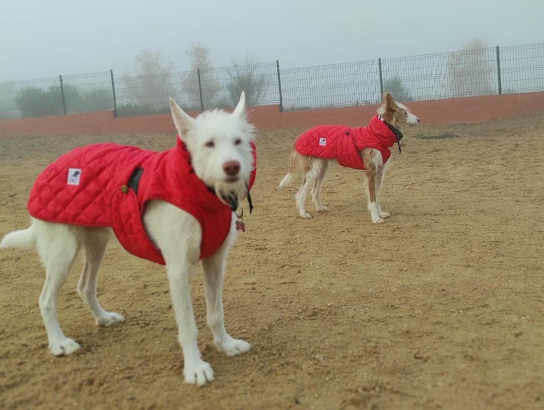 Raíz y Tierra presentan este aspecto a día de hoy a pesar del brutal maltrato que sufrieron