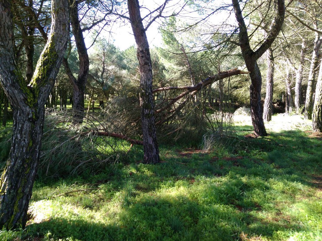 Bosque de Valorio