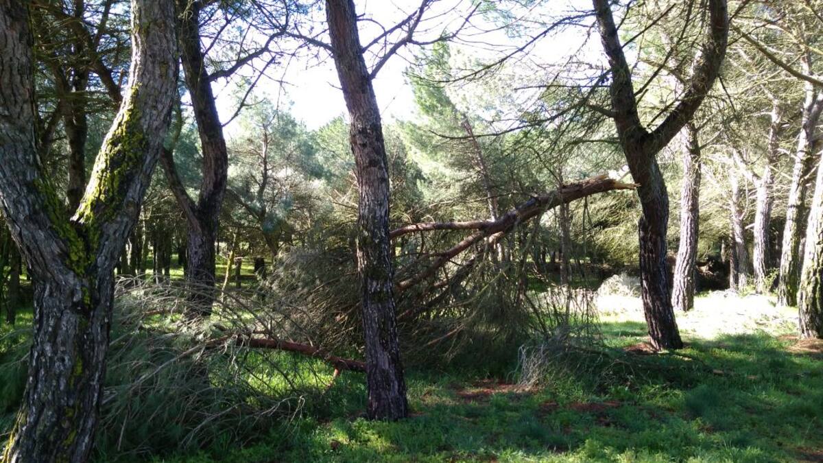 Declarada firme la sentencia sobre las obras de Valorio