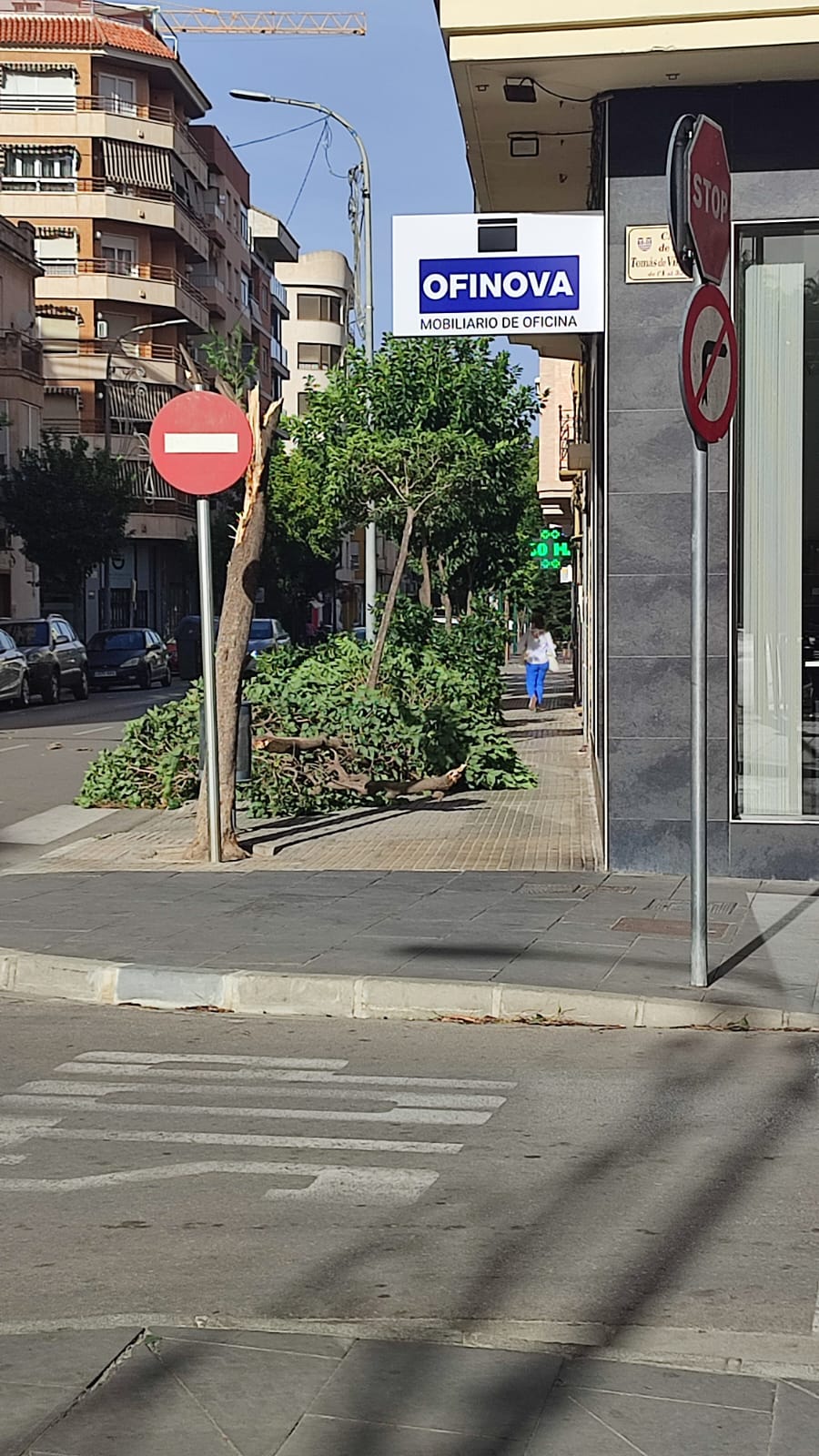 Árbol caído en la calle Magistrat Català de Gandia.