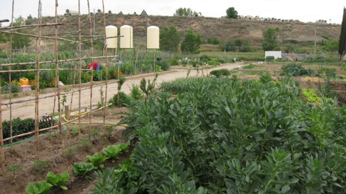 Colegio de Olba: "Del aula al huerto"