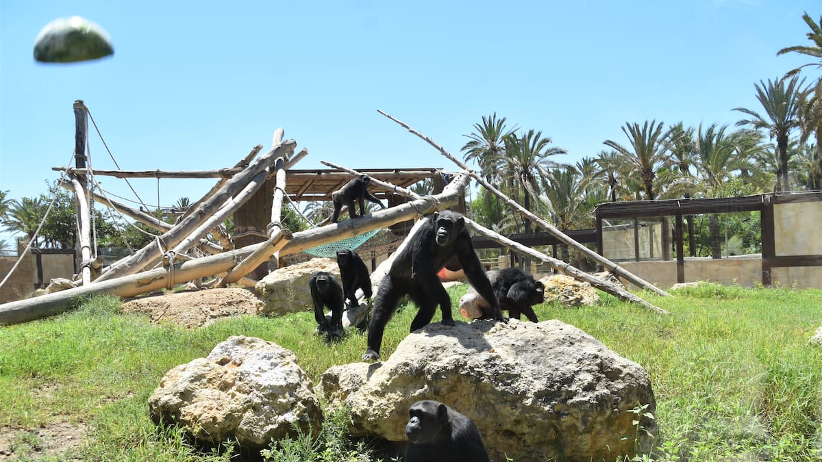 Río Safari Elche alcanza su récord histórico con 170.000 visitantes en 2025
