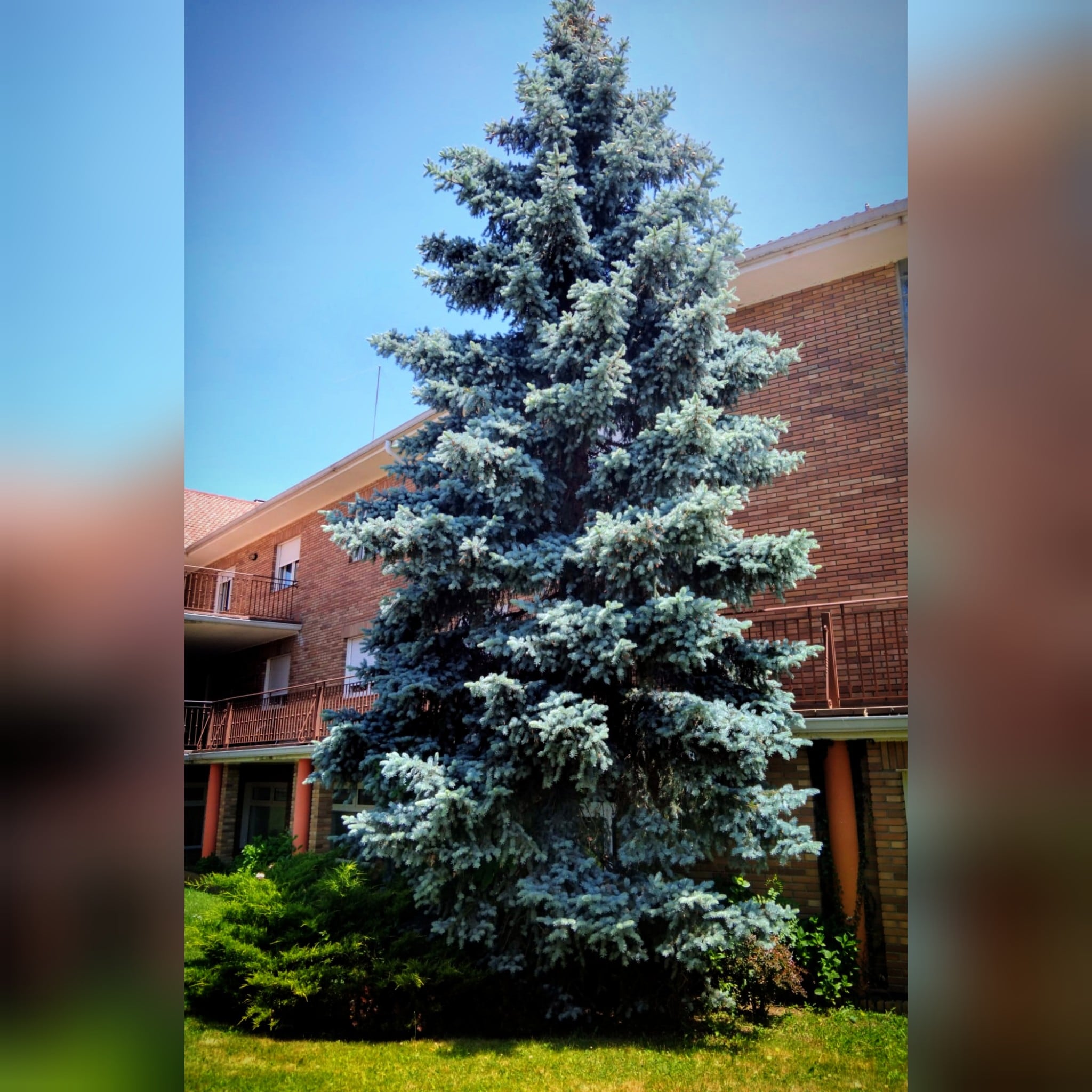 Abeto azul de Soto del Real