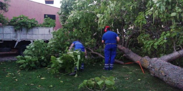 Operarios retirando un árbol caído en Azuqueca de Henares