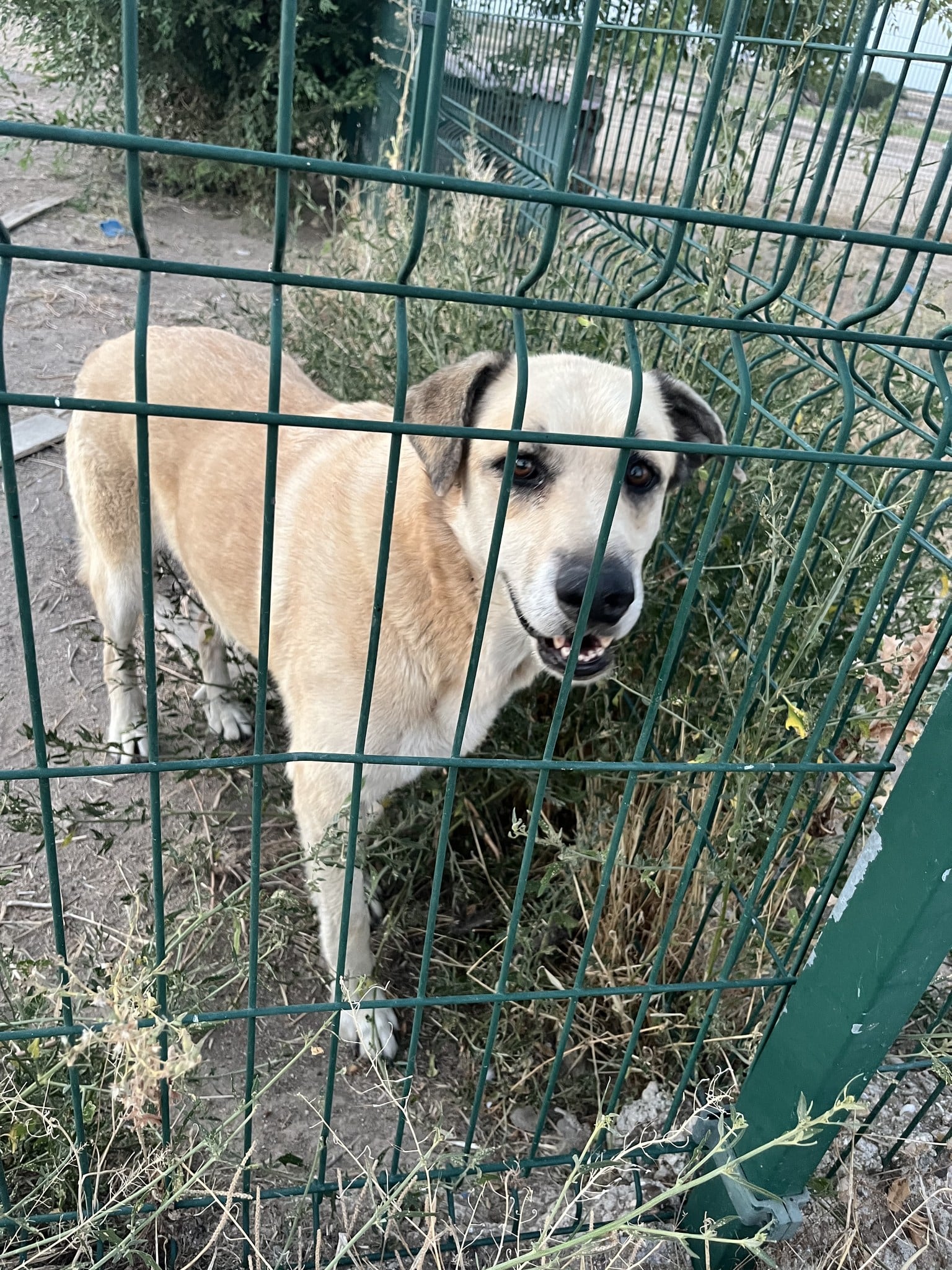 Perro en adopción