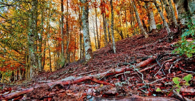 El Hayedo de Montejo es Patrimonio Natural de la Humanidad