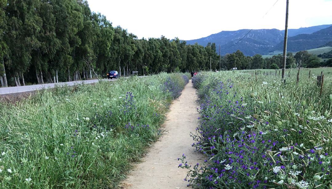 Sendero hasta Botafuegos.